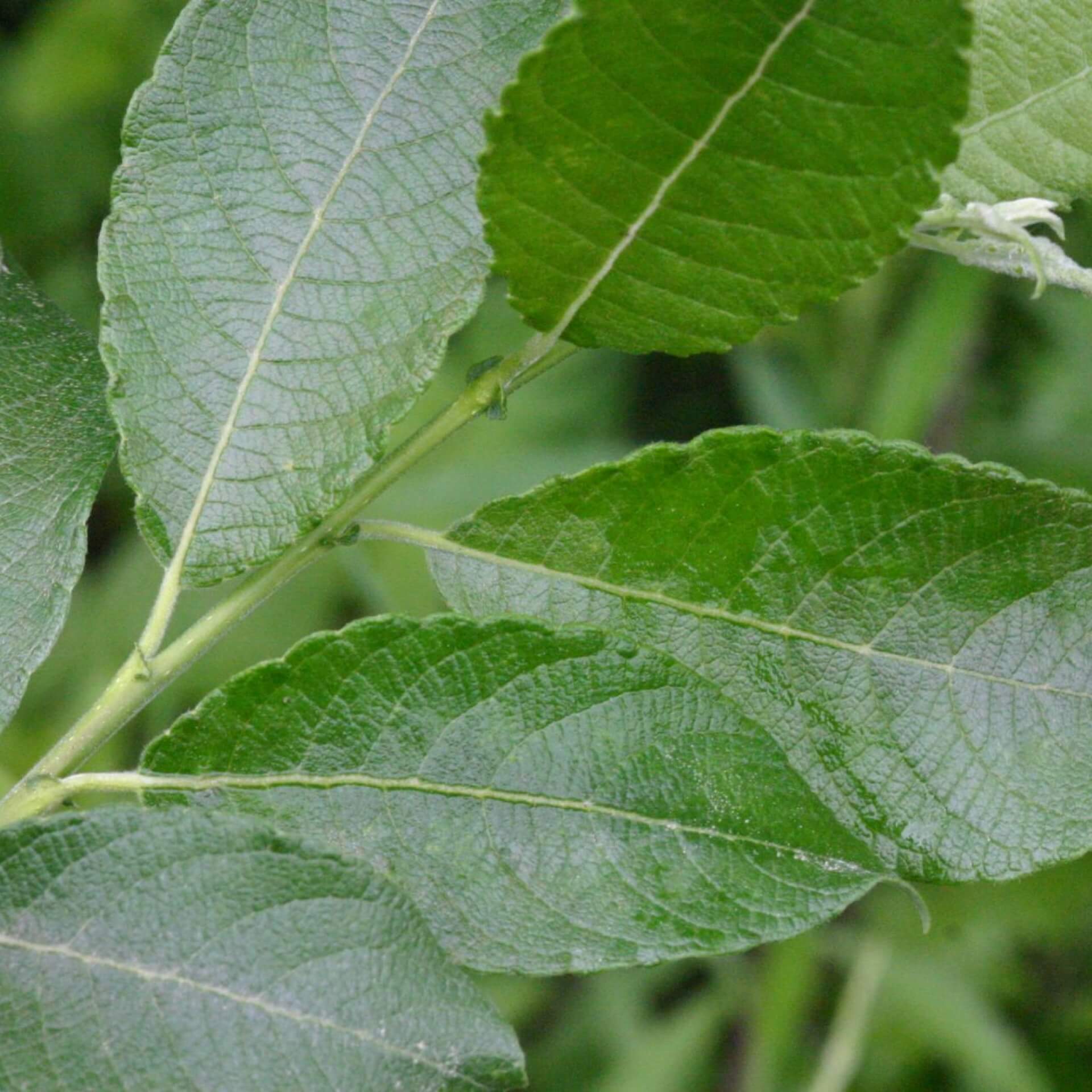 Großblättrige Weide (Salix appendiculata)