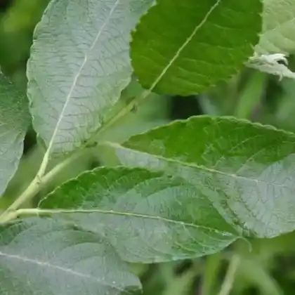 Foto von Großblättrige Weide (Salix appendiculata)