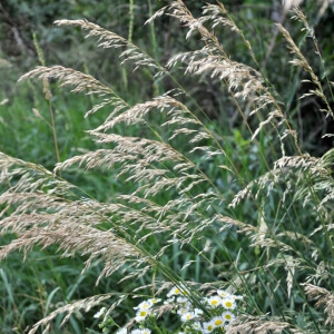 Arrhenatherum elatius