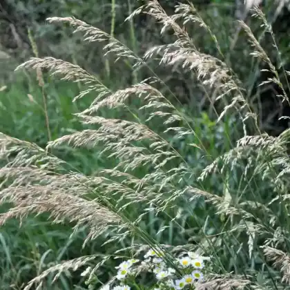 Foto von Glatthafer (Arrhenatherum elatius)