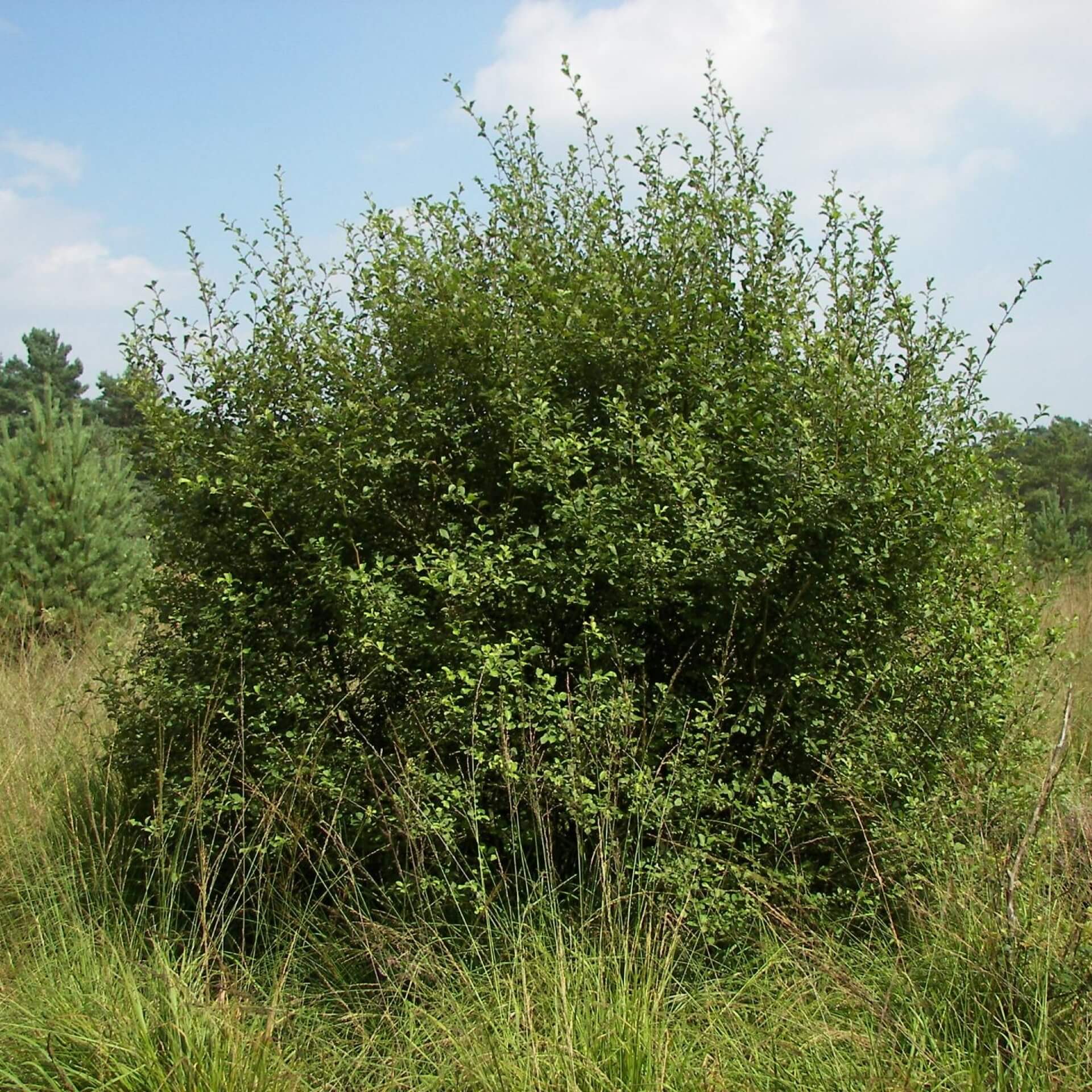 Ohr-Weide (Salix aurita)