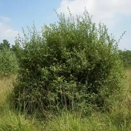 Foto von Ohr-Weide (Salix aurita)