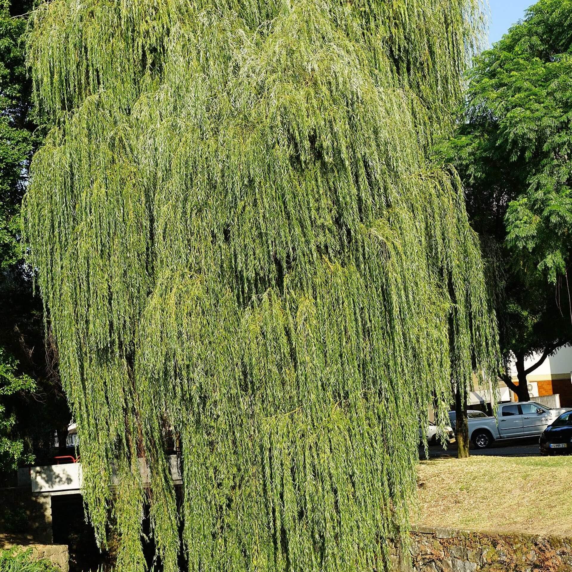 Babylon-Trauer-Weide (Salix babylonica)