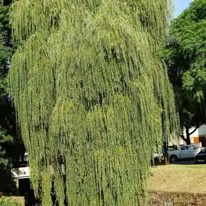 Foto von Babylon-Trauer-Weide (Salix babylonica)