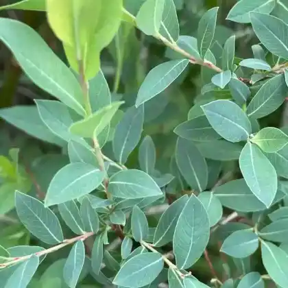 Foto von Hechtblaue Weide (Salix caesia)