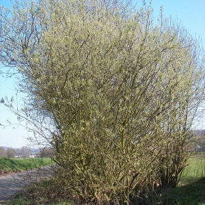 Salix caprea