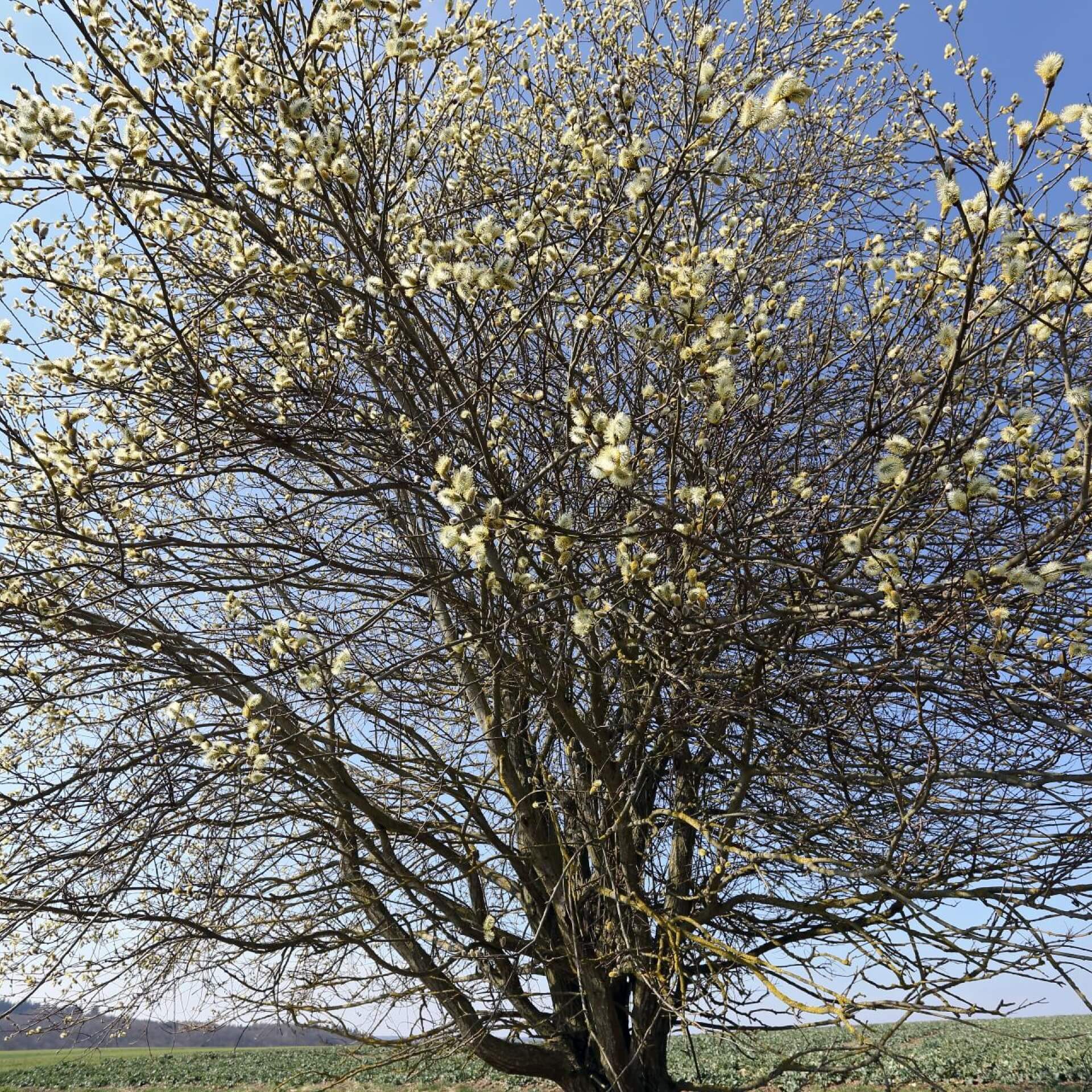 Sal-Weide (Salix caprea)