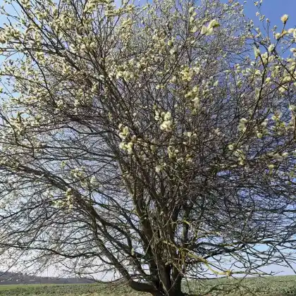 Foto von Sal-Weide (Salix caprea)