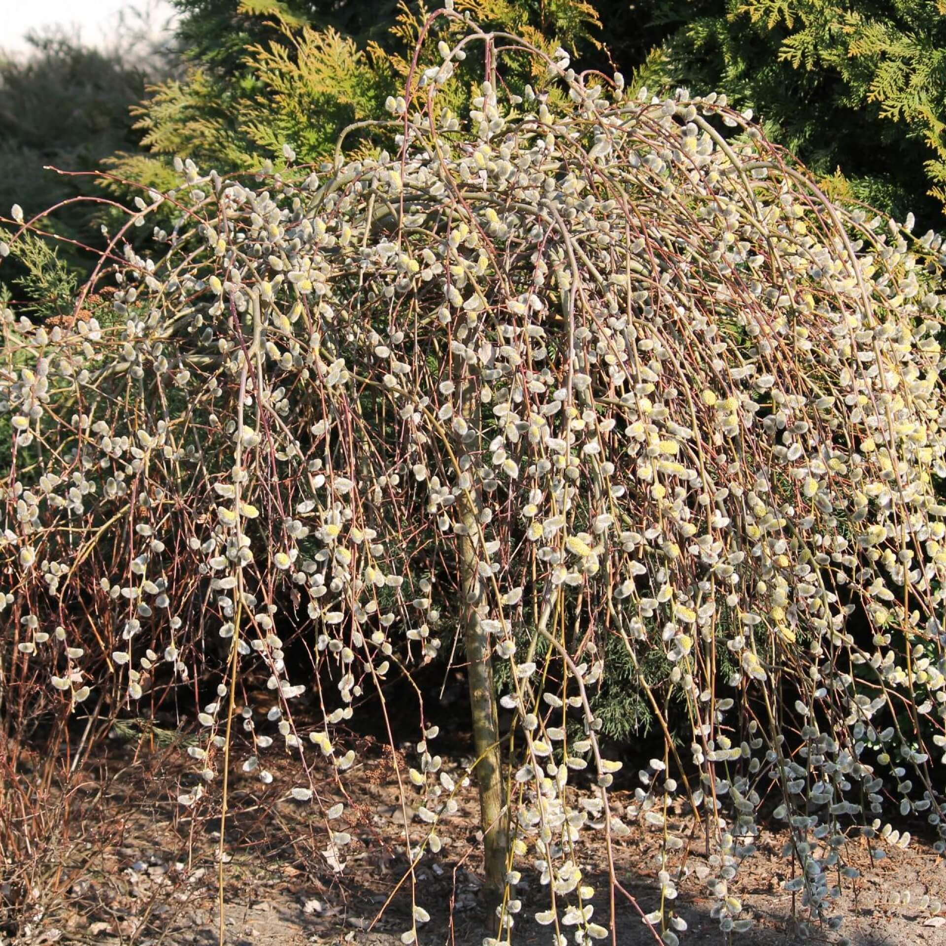 Hängekätzchen-Weide (Salix caprea 'Kilmarnock')