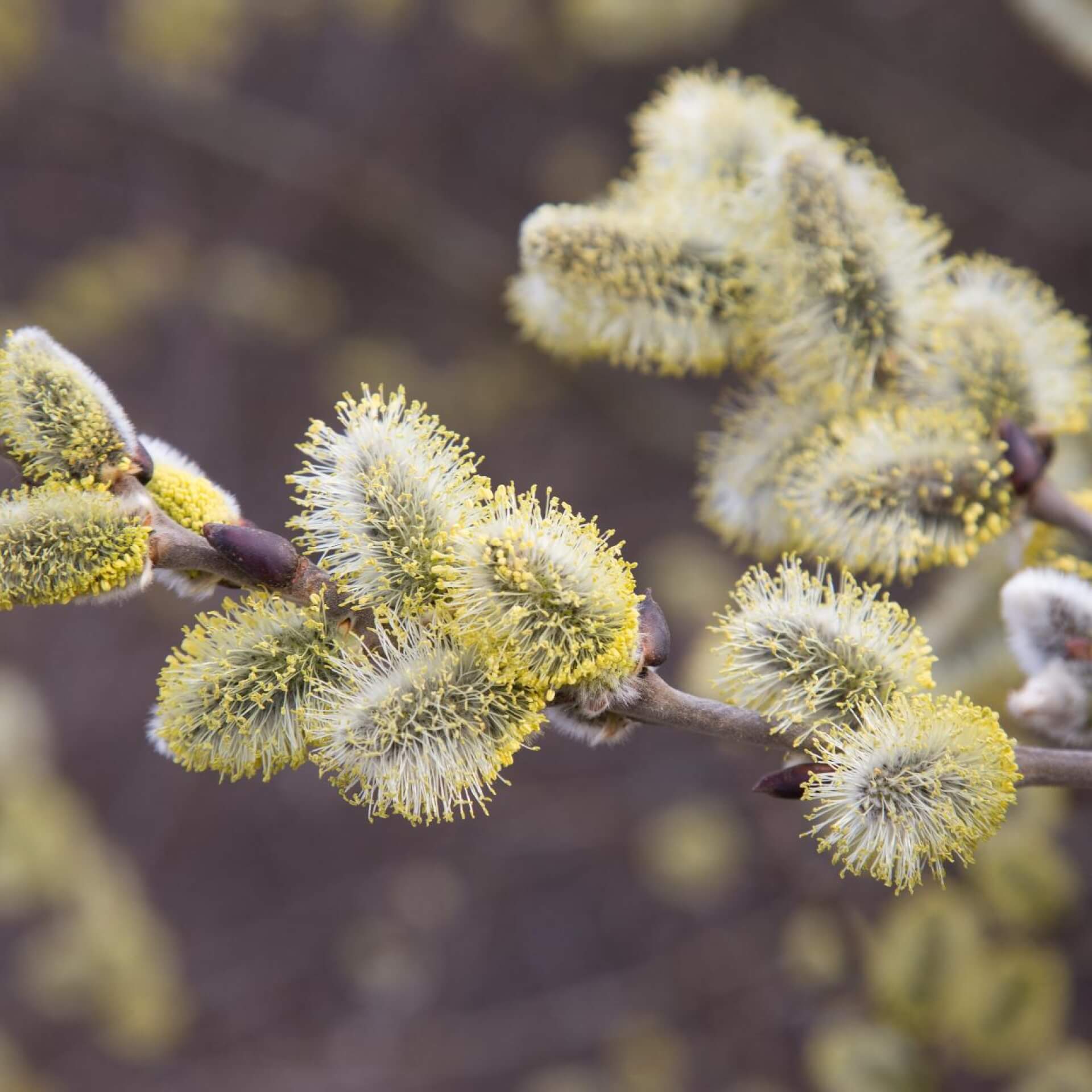 Männliche Salweide 'Mas' (Salix caprea 'Mas')