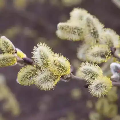 Foto von Männliche Salweide 'Mas' (Salix caprea 'Mas')