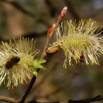 Foto von Sal-Weide 'Silberglanz' (Salix caprea 'Silberglanz')