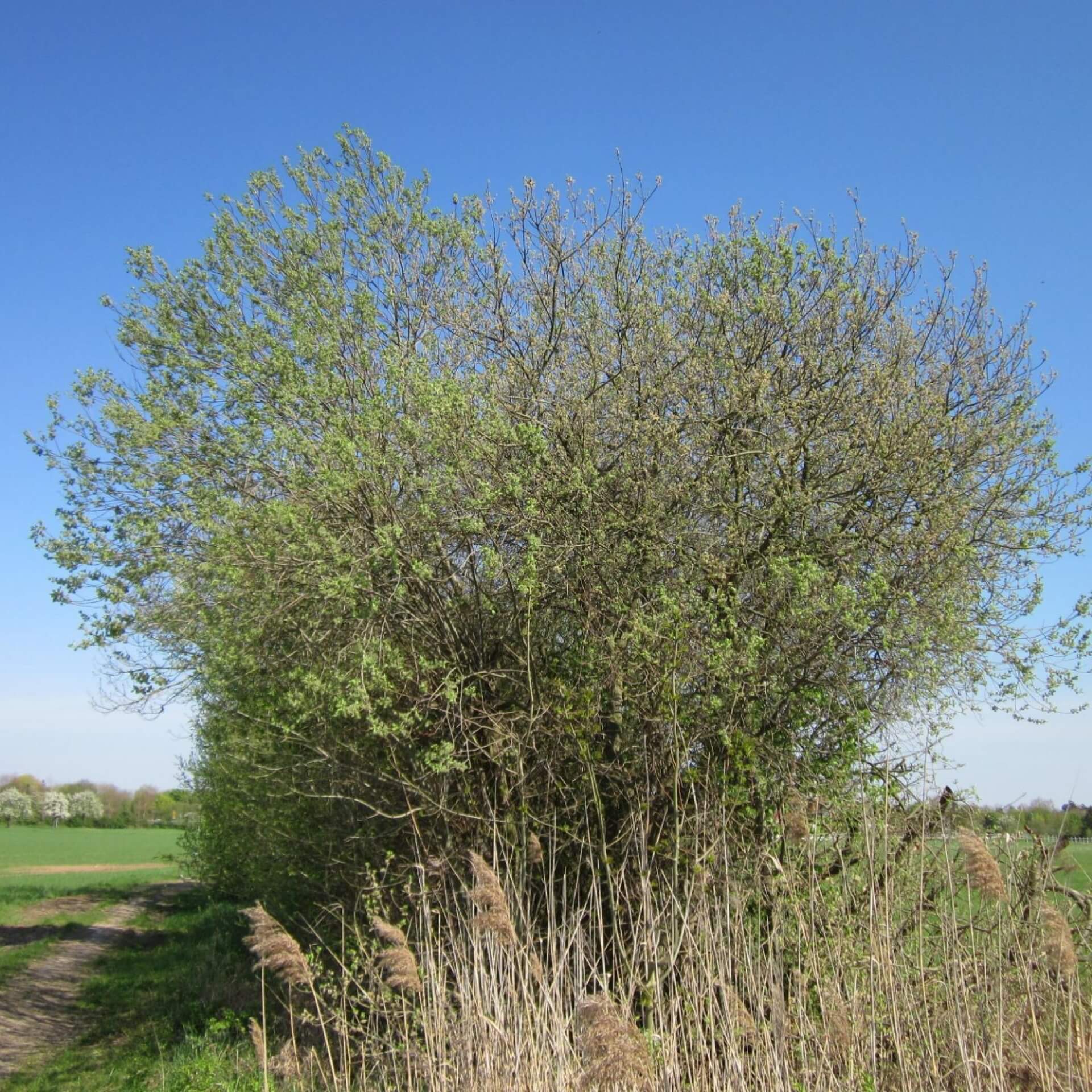 Asch-Weide (Salix cinerea)