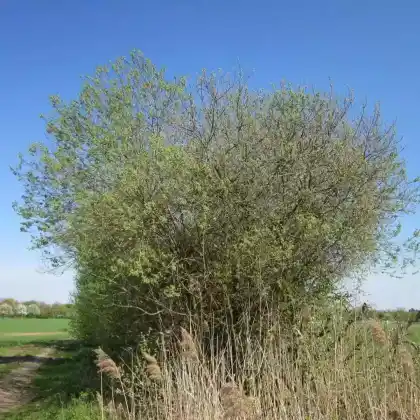 Foto von Asch-Weide (Salix cinerea)