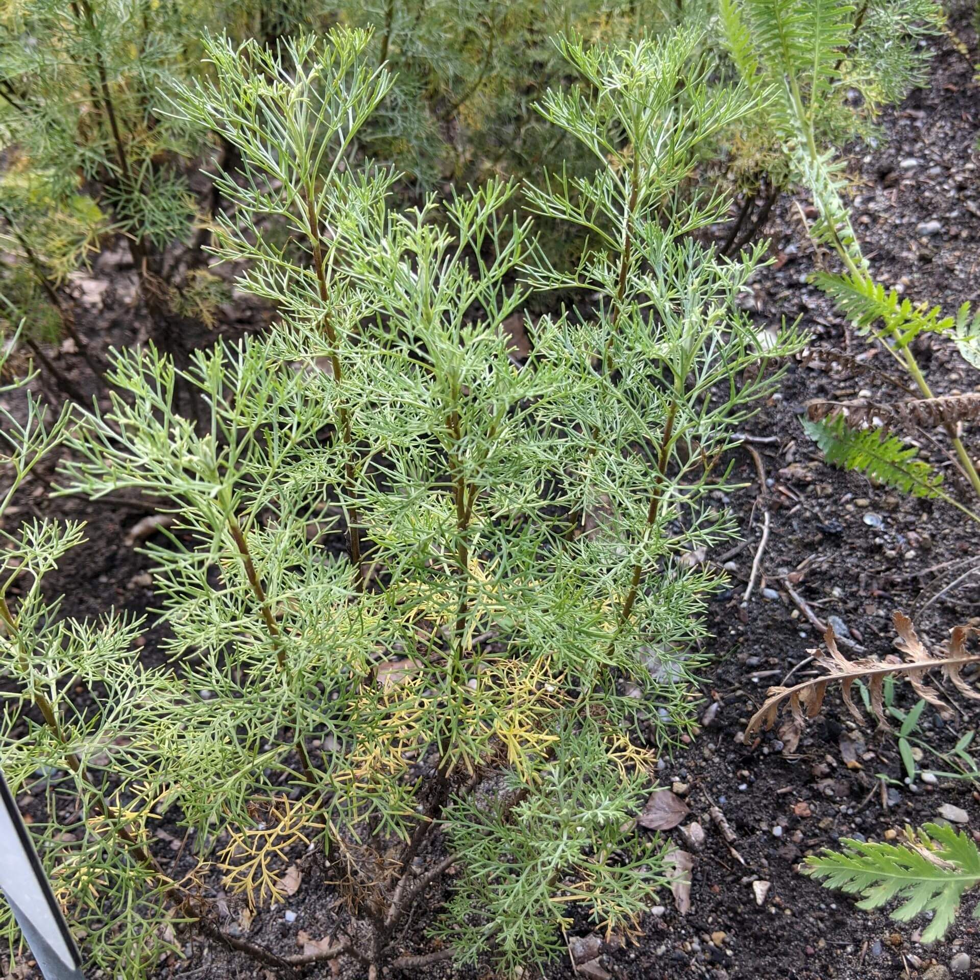 Eberraute (Artemisia abrotanum)