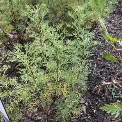 Foto von Eberraute (Artemisia abrotanum)