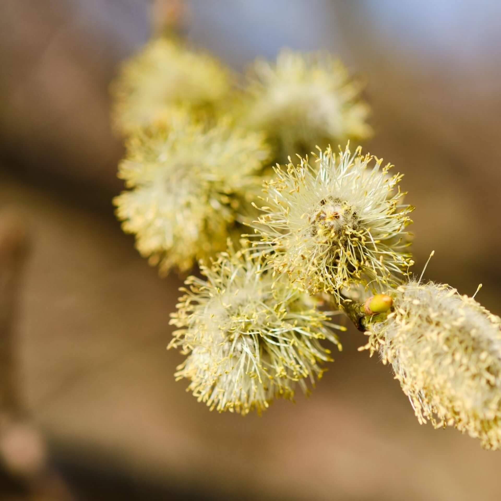 Reif-Weide (Salix daphnoides)