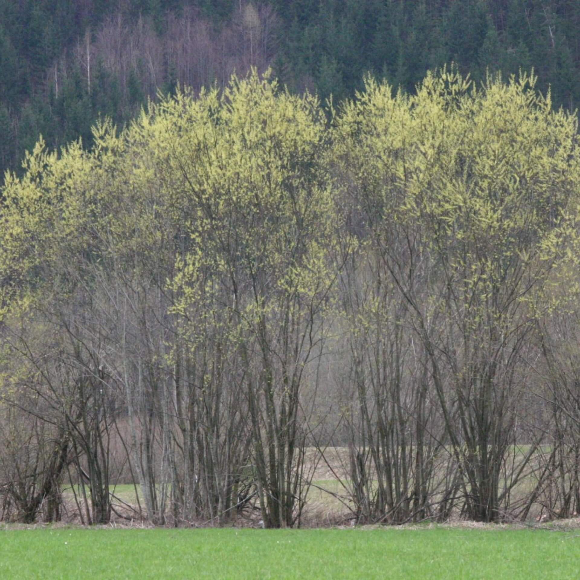 Lavendel-Weide (Salix eleagnos)