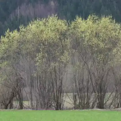 Foto von Lavendel-Weide (Salix eleagnos)