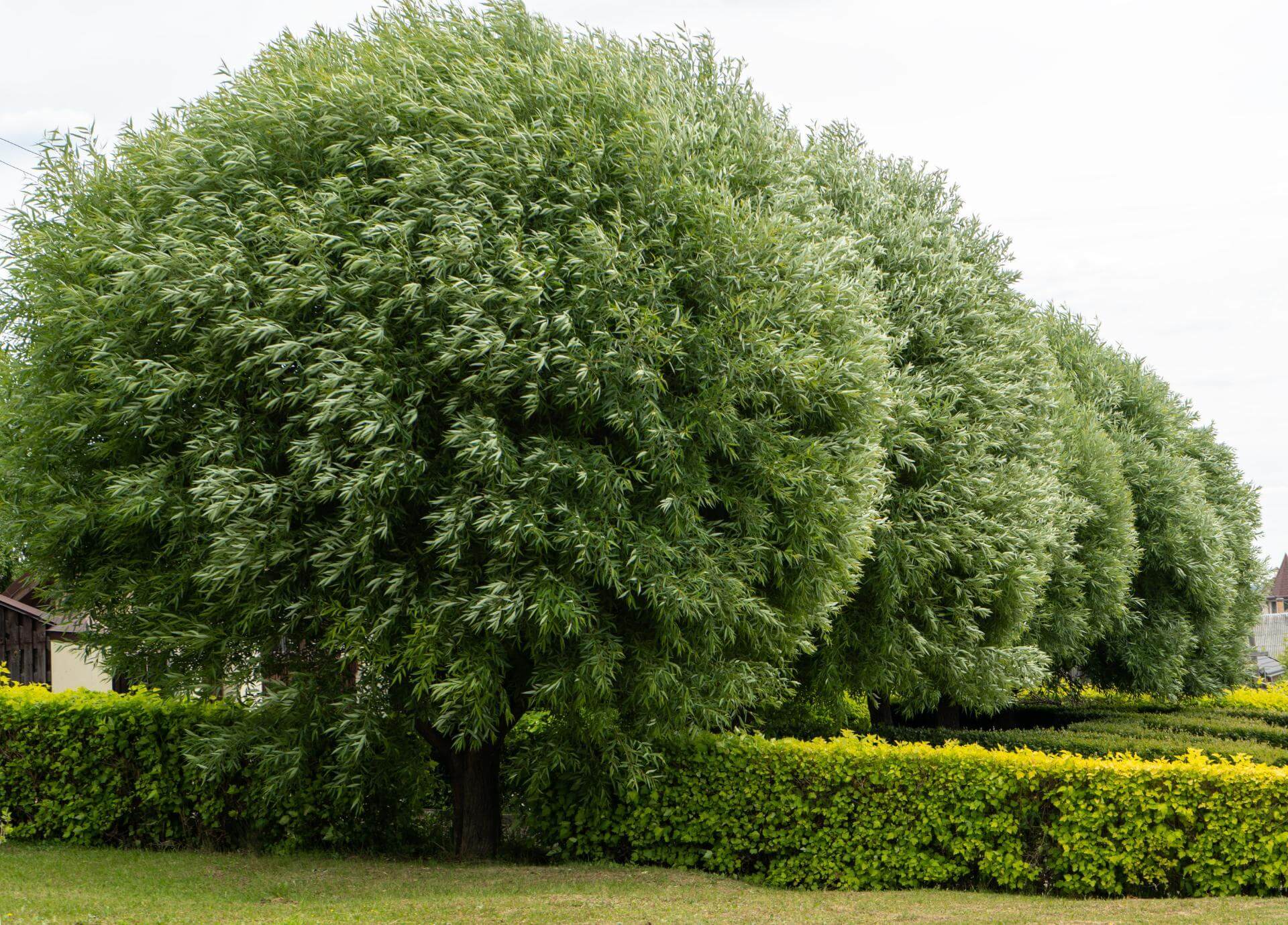 48+ Weide Im Garten, Nachfolgend stellen wir ihnen 23 schöne