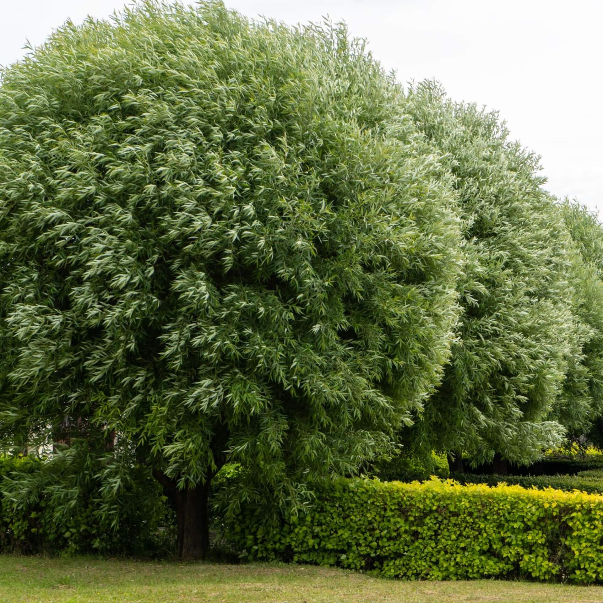 Bruch-Weide (Salix fragilis)