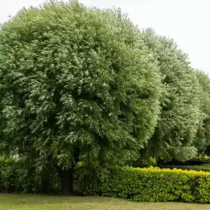 Foto von Bruch-Weide (Salix fragilis)