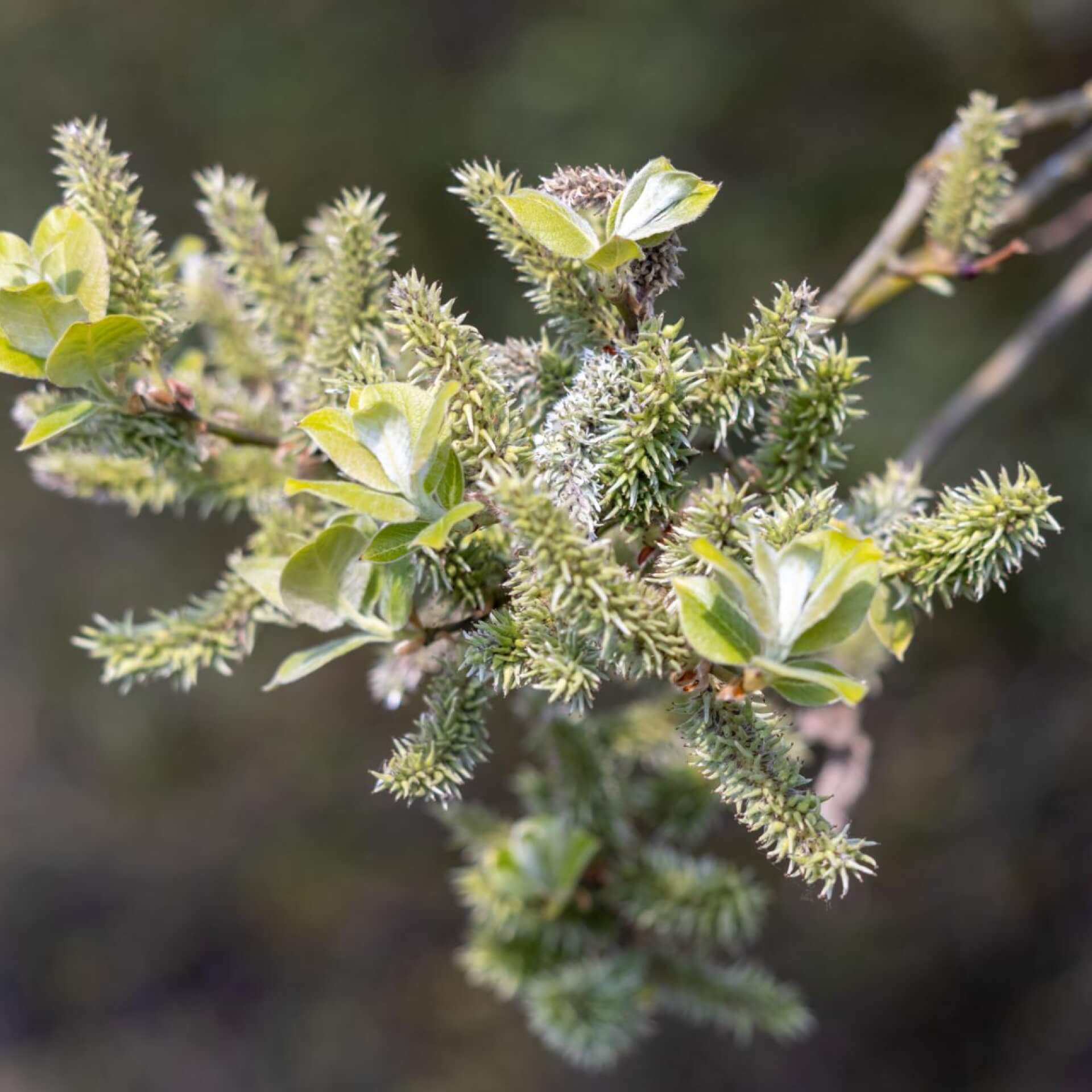 Spieß-Weide (Salix hastata)