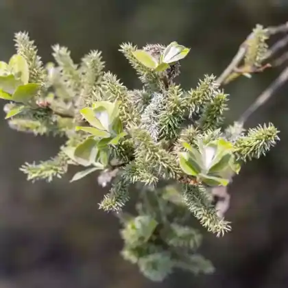 Foto von Spieß-Weide (Salix hastata)