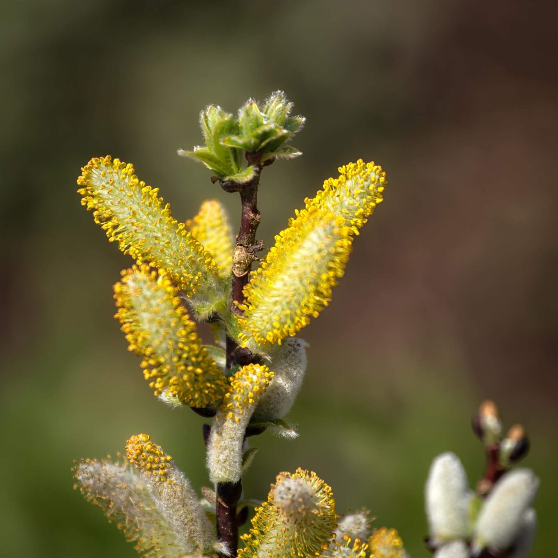 Engadinweide (Salix hastata 'Wehrhahnii')