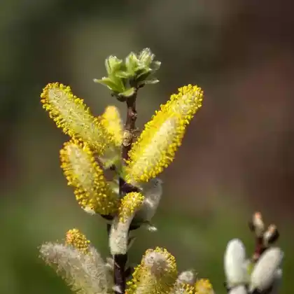 Foto von Engadinweide (Salix hastata 'Wehrhahnii')