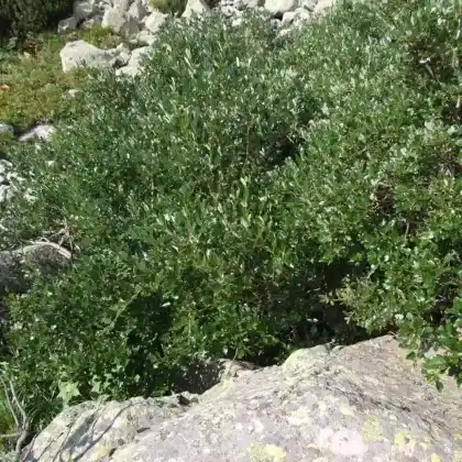 Foto von Schweizer Weide (Salix helvetica)