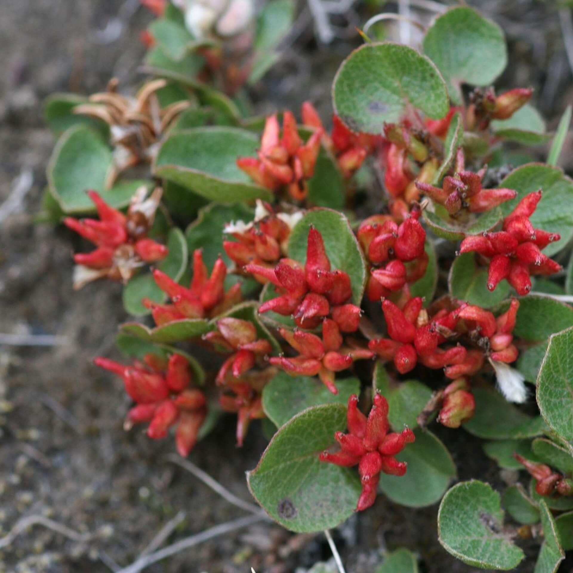 Kraut-Weide (Salix herbacea)