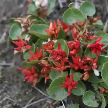 Foto von Kraut-Weide (Salix herbacea)