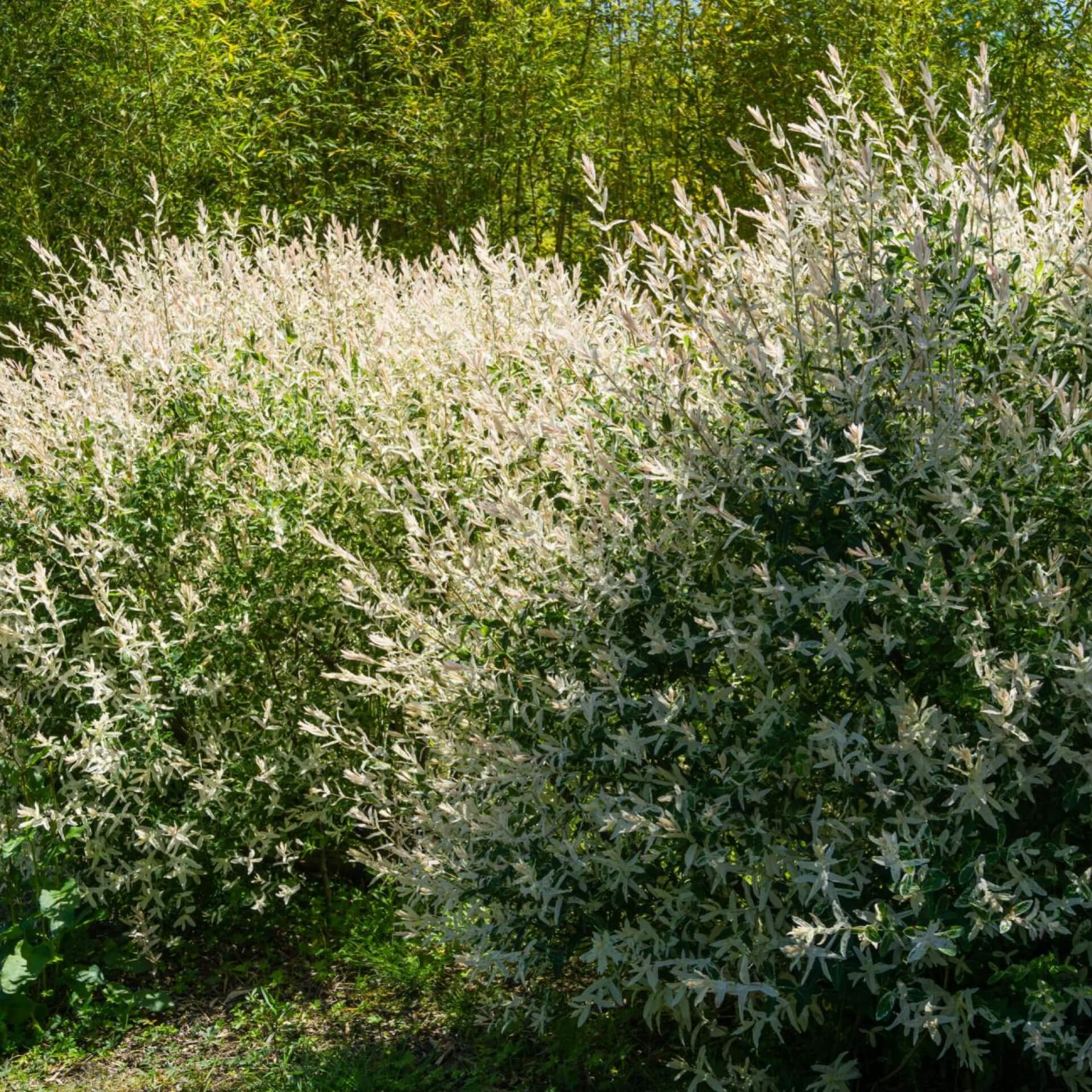 Harlekin-Weide (Salix integra 'Hakuro Nishiki')