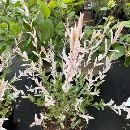 Foto von Harlekin-Weide (Salix integra 'Hakuro Nishiki')