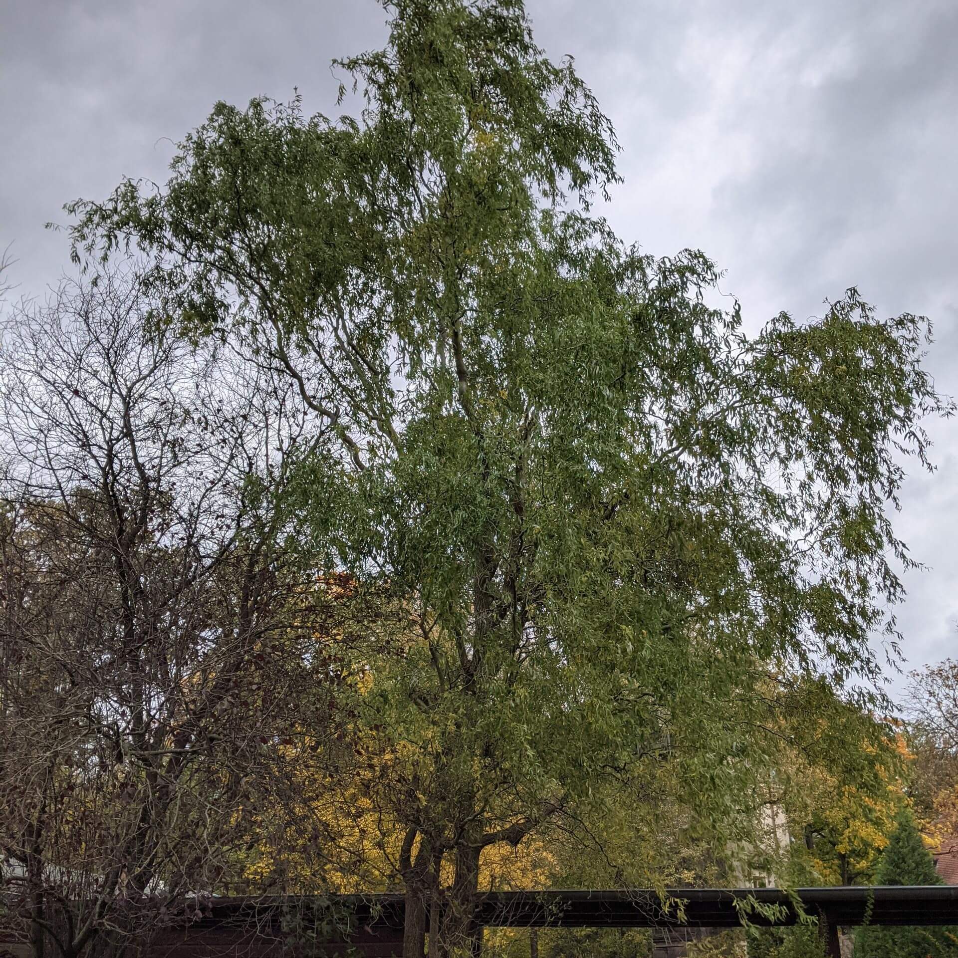 Korkenzieher-Weide (Salix matsudana 'Tortuosa')