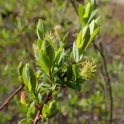 Foto von Heidelbeer-Weide (Salix myrtilloides)