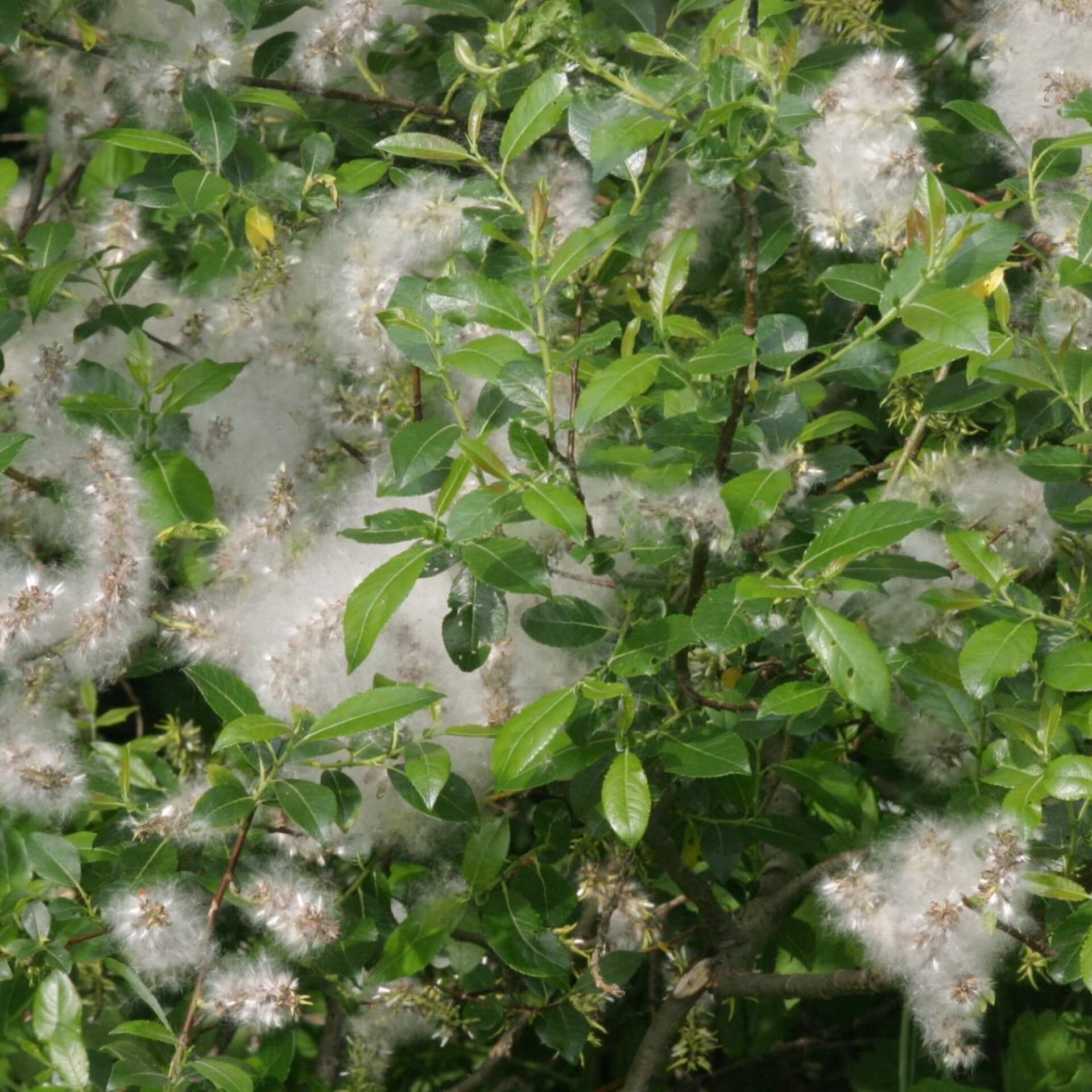 Schwarz-Weide (Salix nigricans)