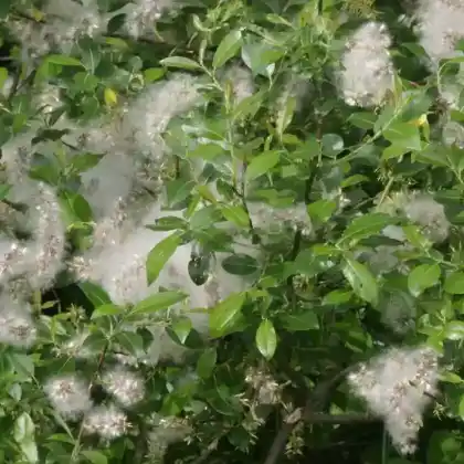 Foto von Schwarz-Weide (Salix nigricans)