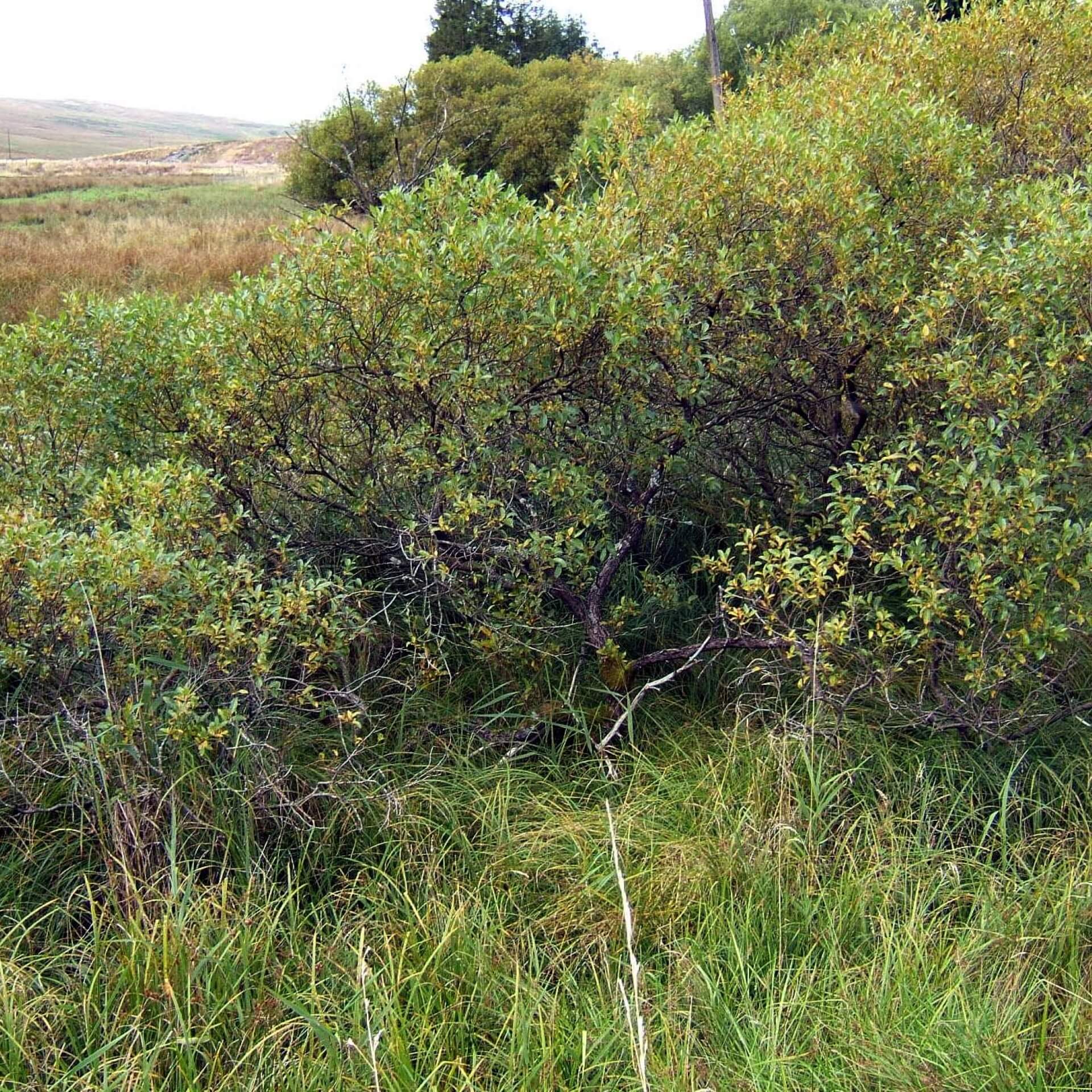 Lorbeer-Weide (Salix pentandra)