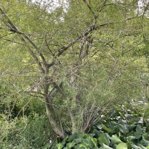 Salix purpurea