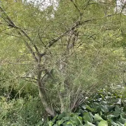 Foto von Purpur-Weide (Salix purpurea)