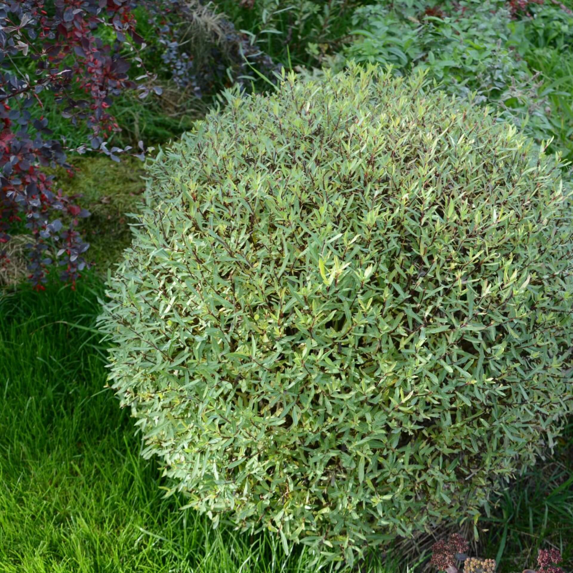 Kugelweide (Salix purpurea 'Nana')