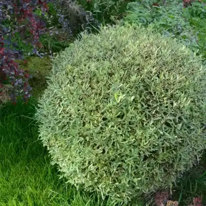 Foto von Kugelweide (Salix purpurea 'Nana')