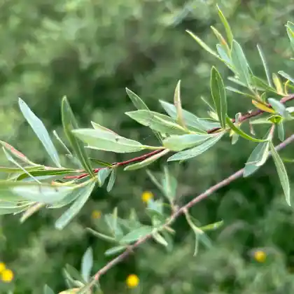 Foto von Purpur-Weide 'Nancy Saunders' (Salix purpurea 'Nancy Saunders')