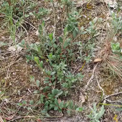 Foto von Kriech-Weide (Salix repens)