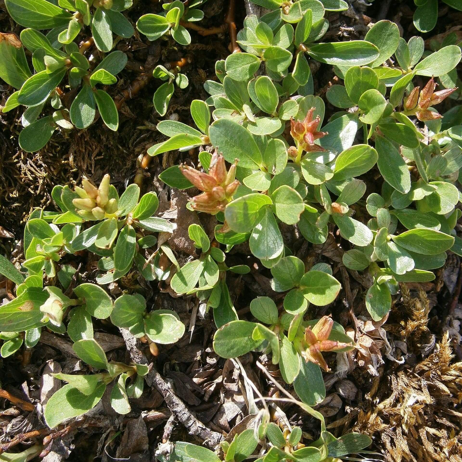 Stumpfblättrige Weide (Salix retusa)