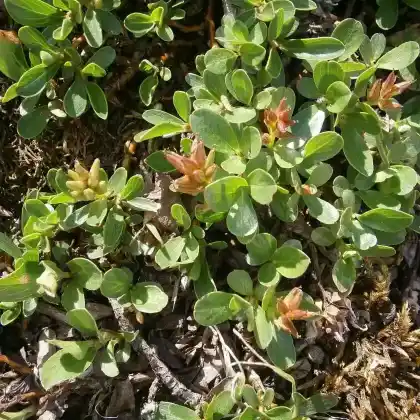 Foto von Stumpfblättrige Weide (Salix retusa)