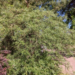 Rosmarin-Weide (Salix rosmarinifolia)
