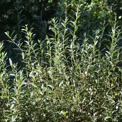 Foto von Rosmarin-Weide (Salix rosmarinifolia)